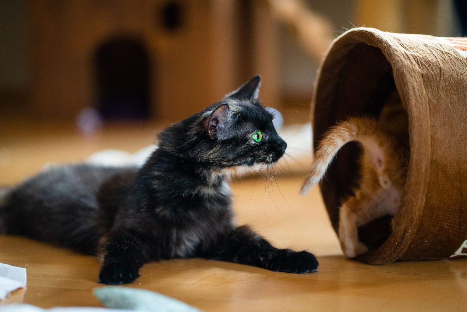 子猫と成猫が一緒にいる様子(イメージ)