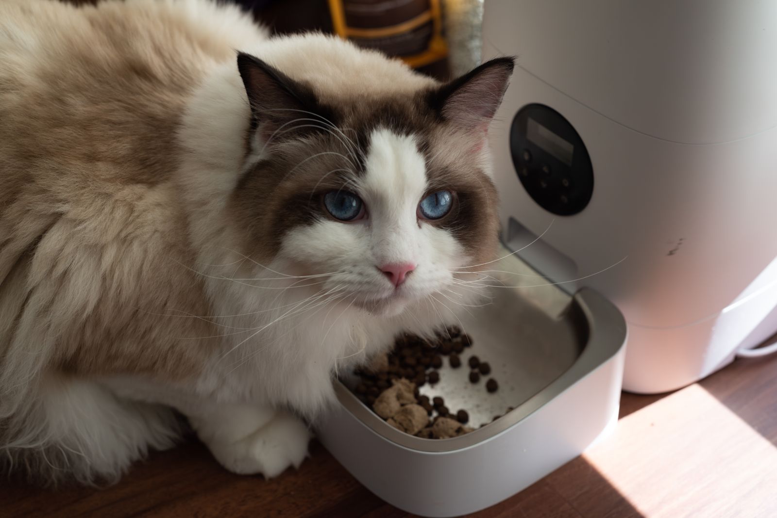 猫の自動給餌器おすすめ3選｜実機検証と購入者レビューで比較【迷ったらカリカリマシーンV2】