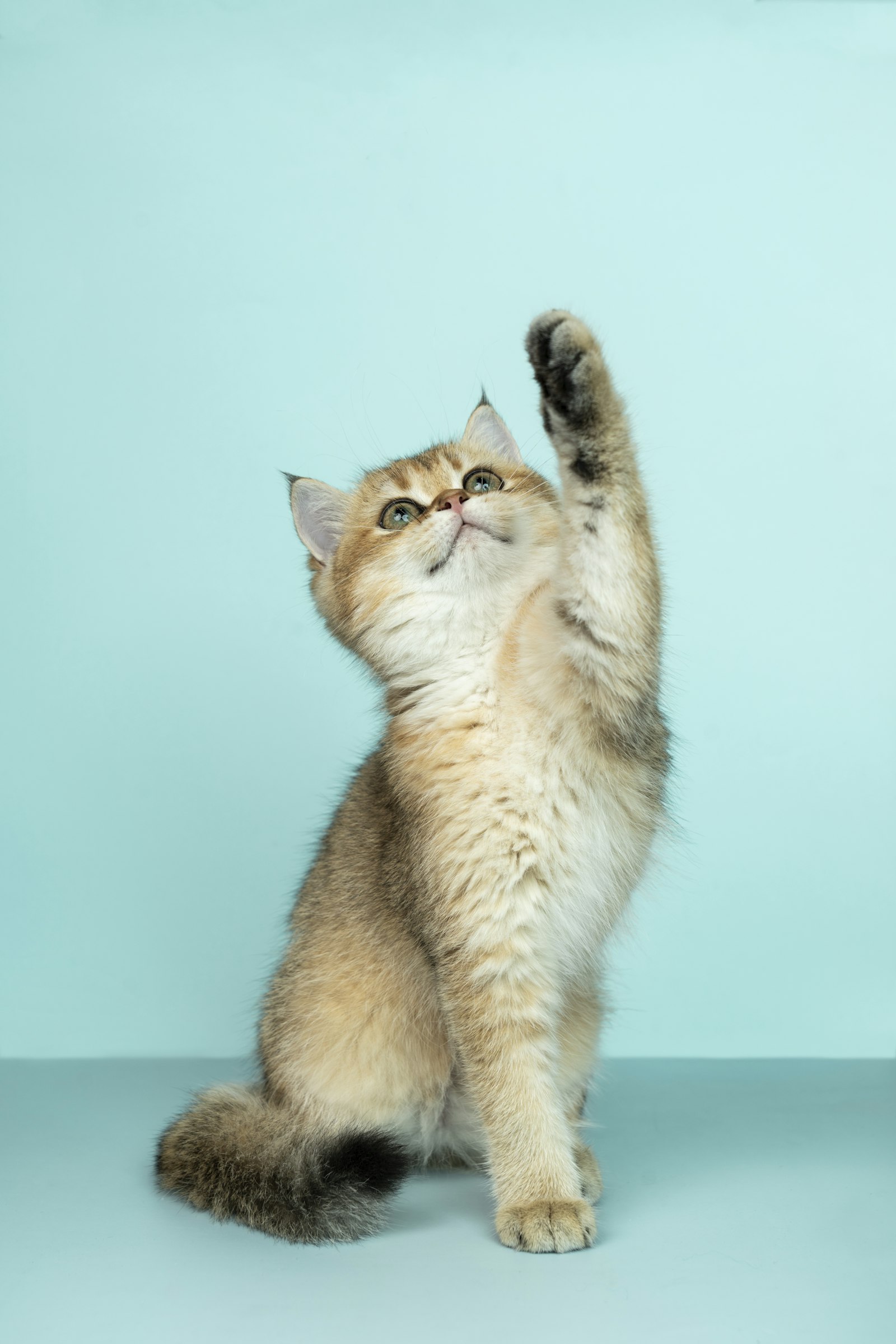 猫の吐き戻しの原因と対策｜嘔吐との違い・受診の目安・フード3選