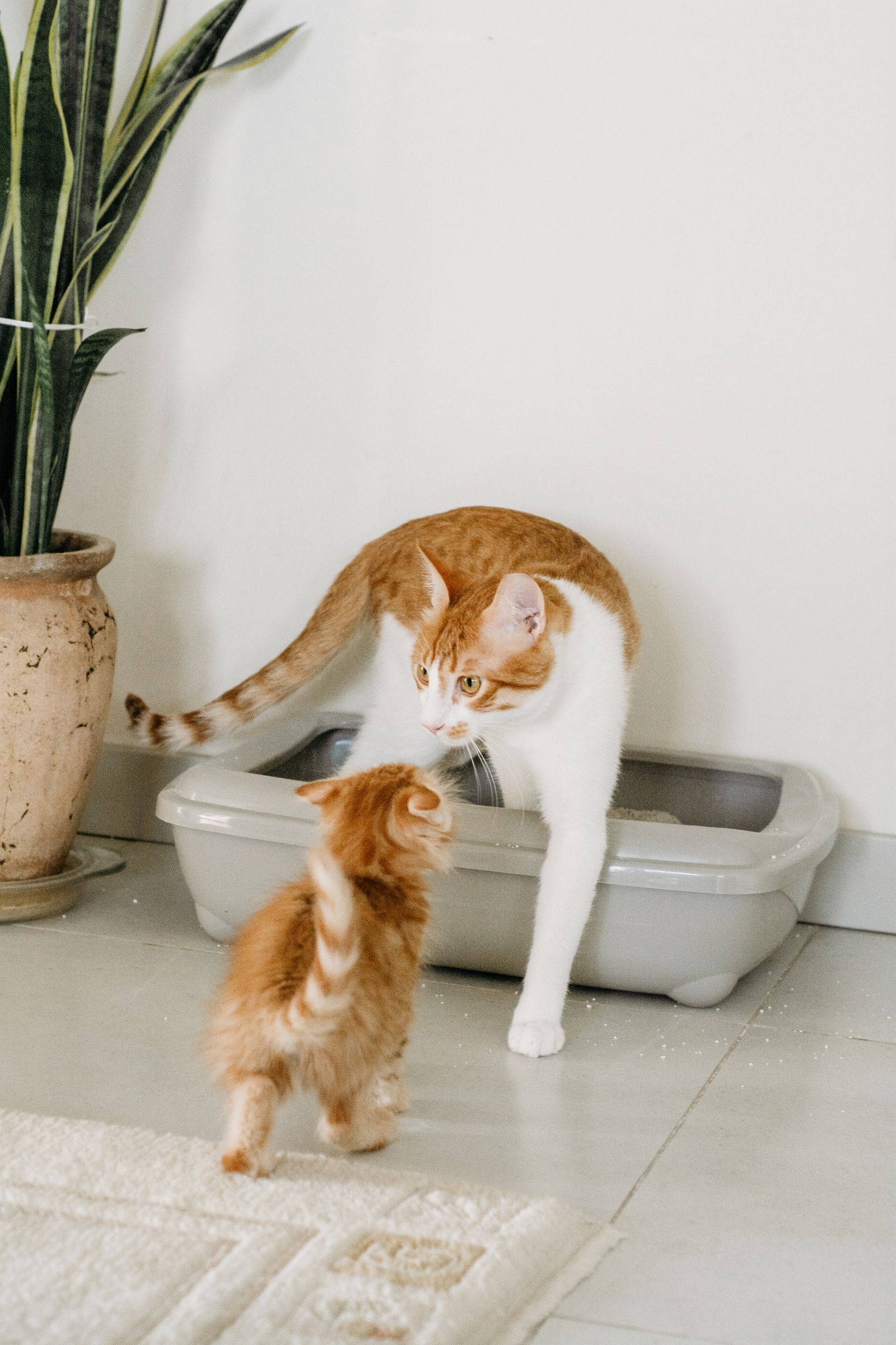 猫トイレの臭い対策におすすめの脱臭機・空気清浄機3選｜口コミ・実機検証で比較