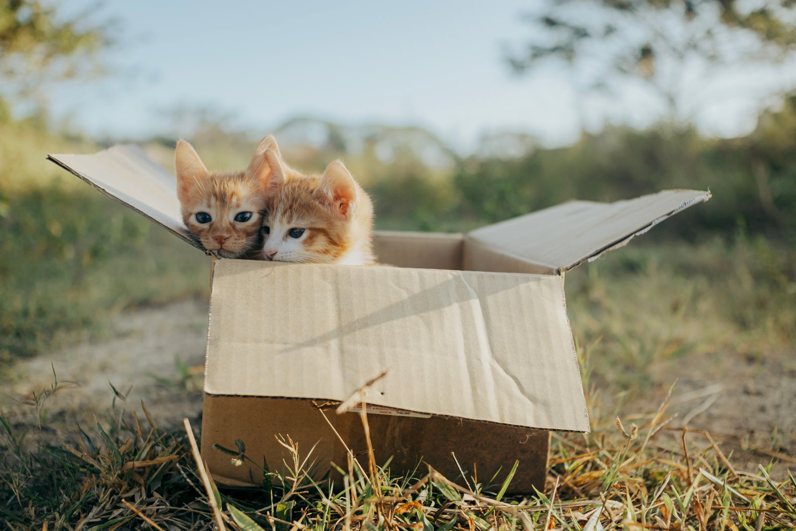 猫を迎える準備リスト｜初めて飼う人に必要なもの5つと先輩飼い主の失敗談