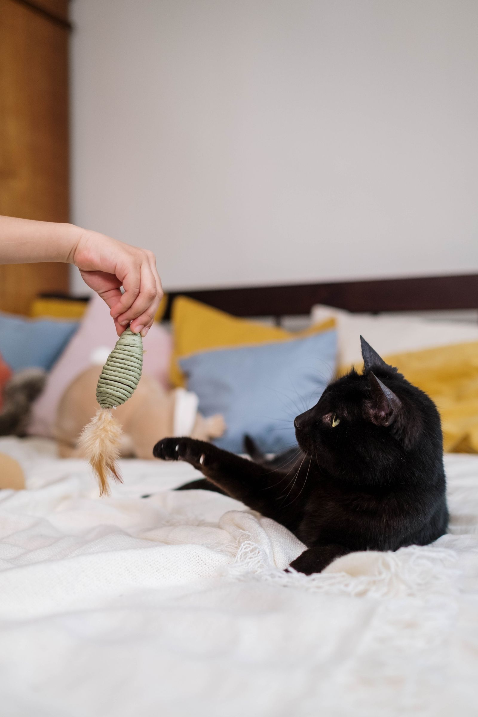猫のおもちゃおすすめ6選｜黒猫ジョジョと実際に遊んで比較