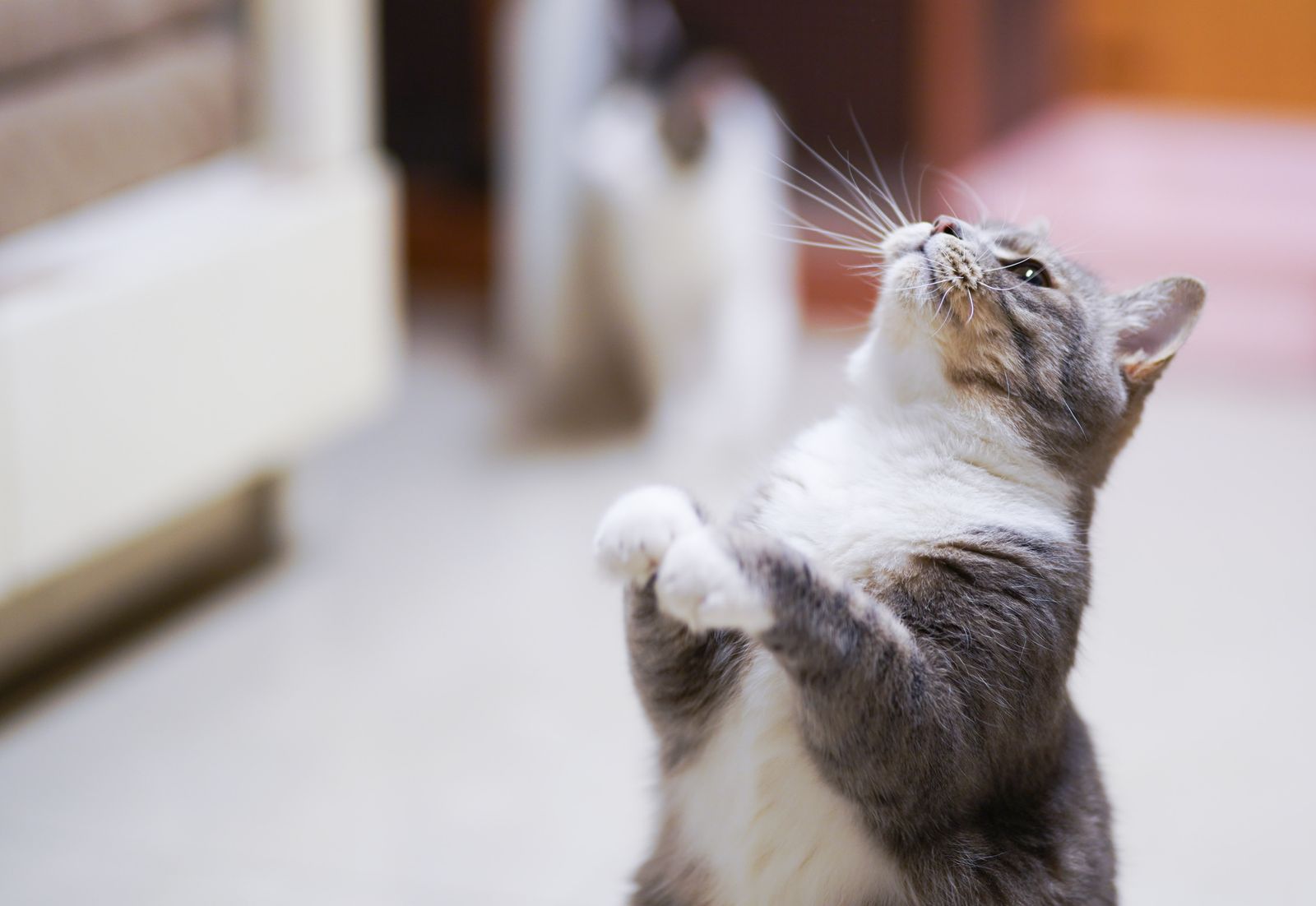 猫がおやつをねだって鳴きやまない時の対策｜8歳の黒猫との実体験